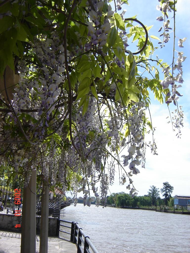 Foto de Tigre (Buenos Aires), Argentina