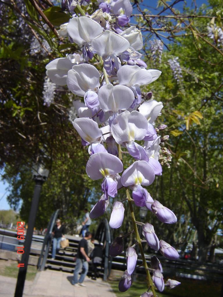 Foto de Tigre (Buenos Aires), Argentina