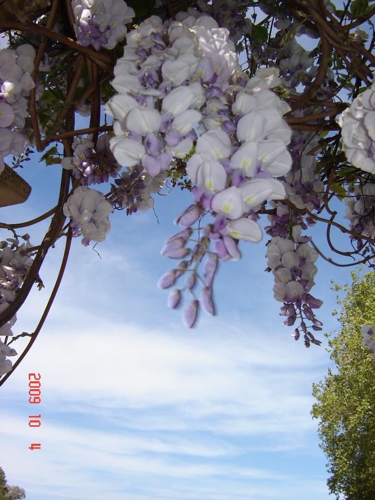 Foto de Tigre (Buenos Aires), Argentina