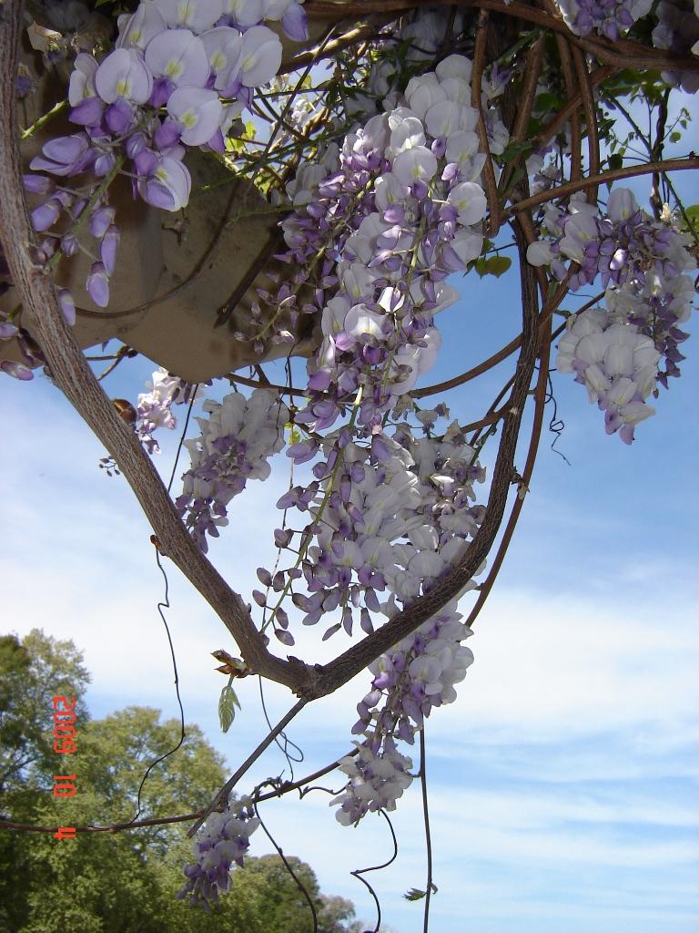 Foto de Tigre (Buenos Aires), Argentina