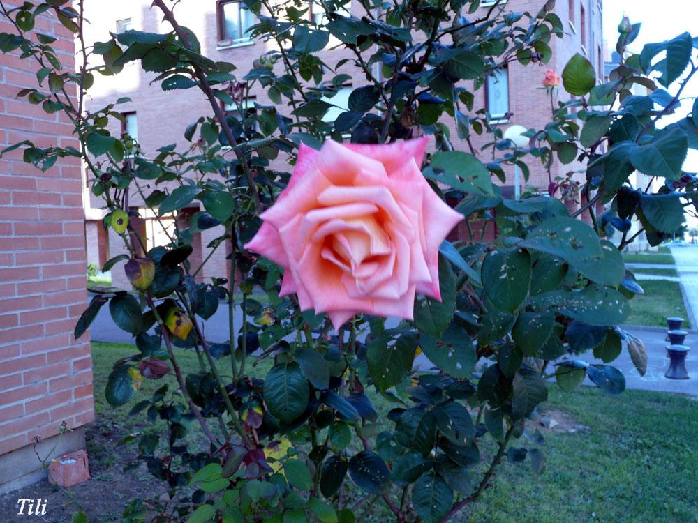 Foto de Oviedo (Asturias), España