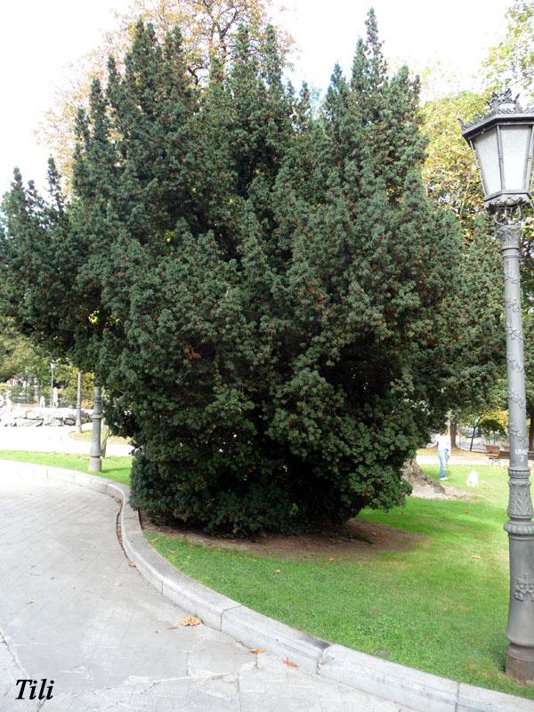 Foto de Oviedo (Asturias), España