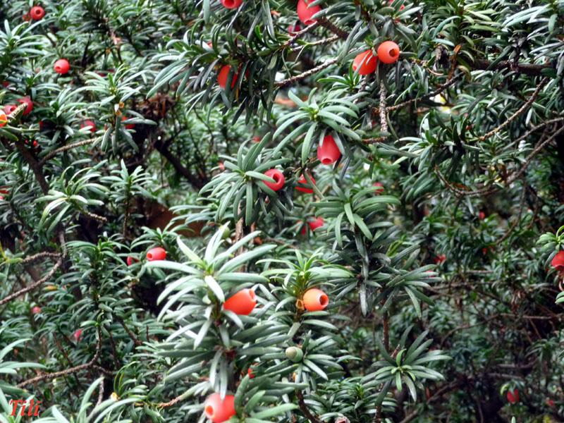 Foto de Oviedo (Asturias), España