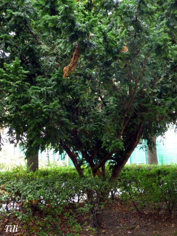 Foto de Oviedo (Asturias), España