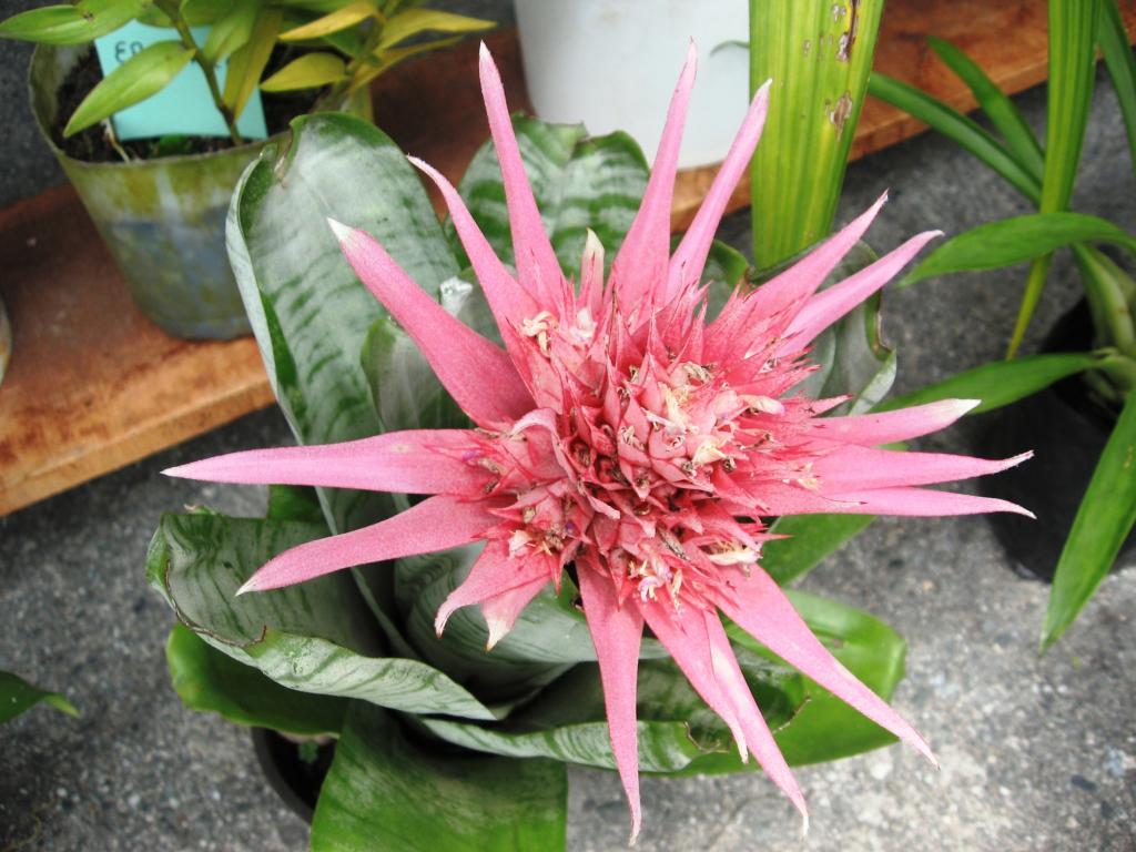 Foto de Chanchamayo, Perú