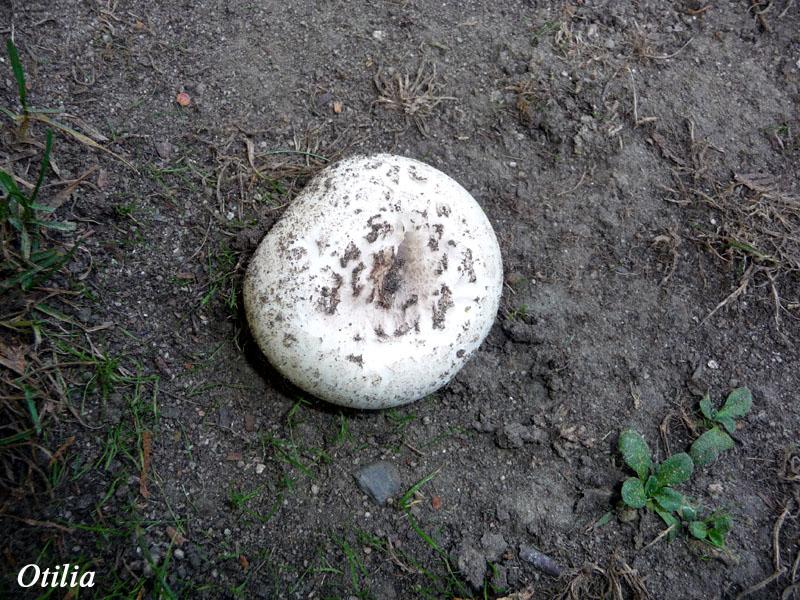 Foto de Oviedo (Asturias), España