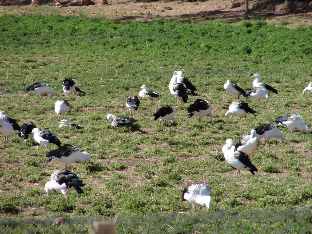 Foto de Barreal (San Juan), Argentina