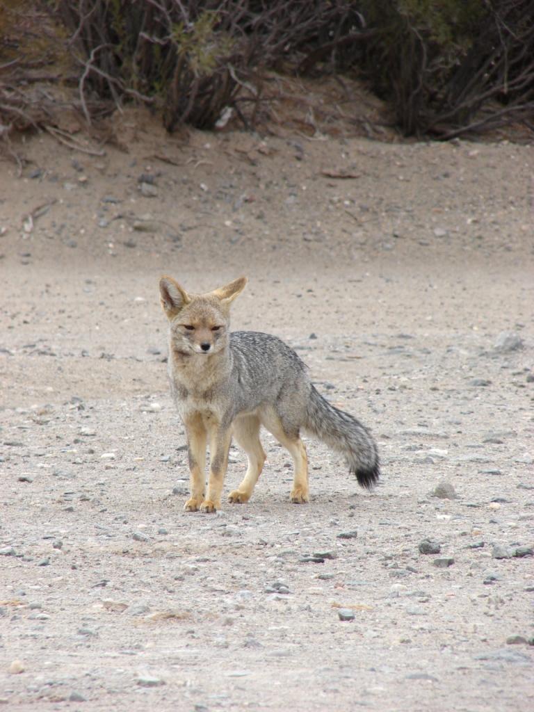 Foto de Ichigualasto (Valle de la Luna), Argentina