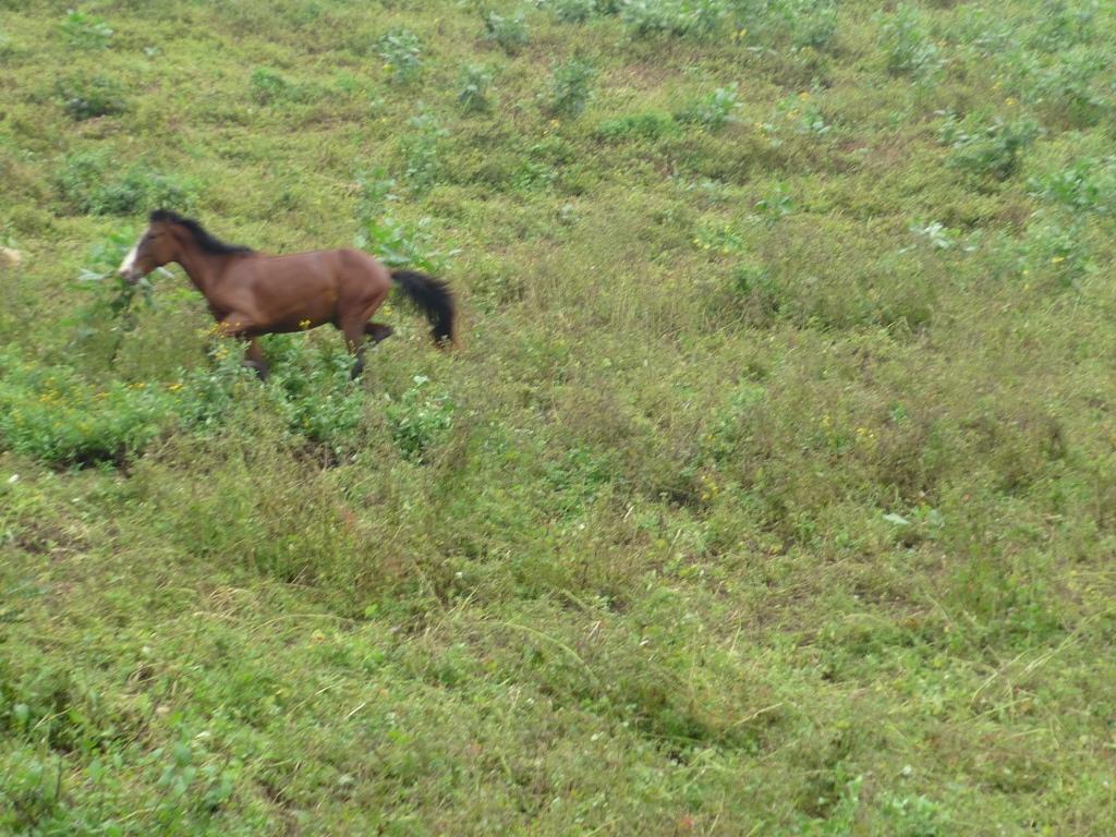 Foto de Huaral, Perú