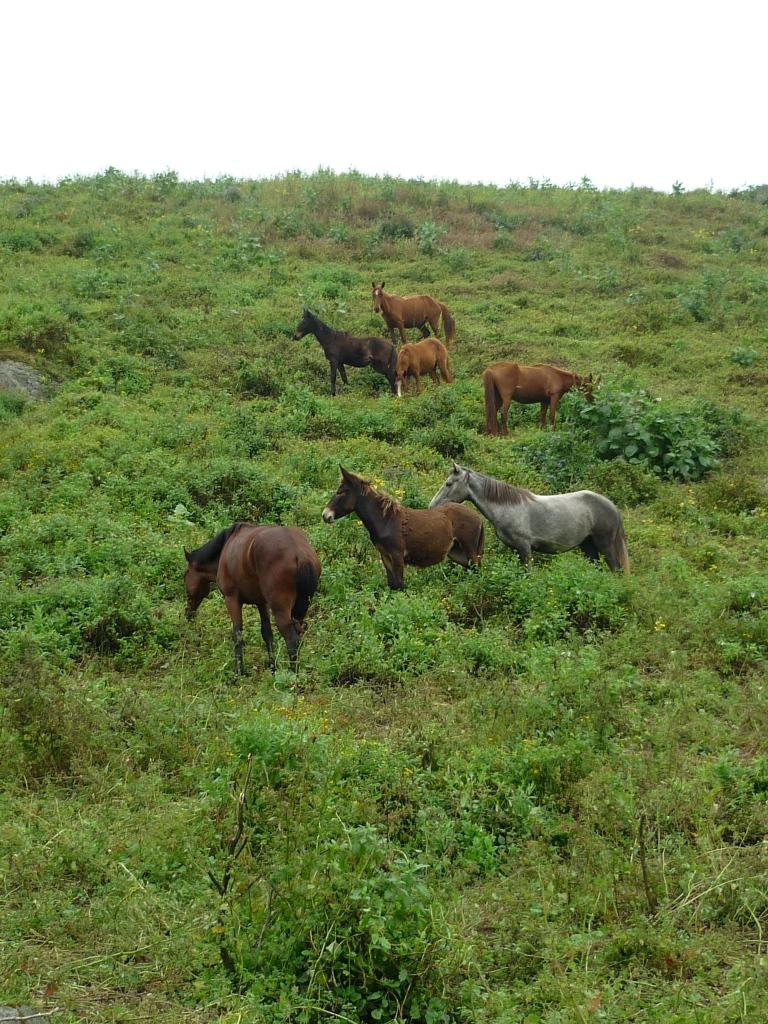 Foto de Huaral, Perú