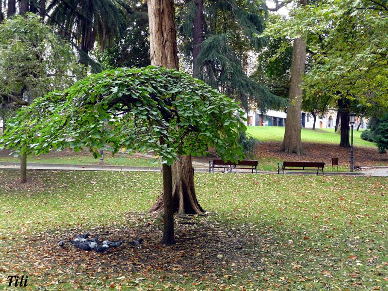 Foto de Oviedo (Asturias), España