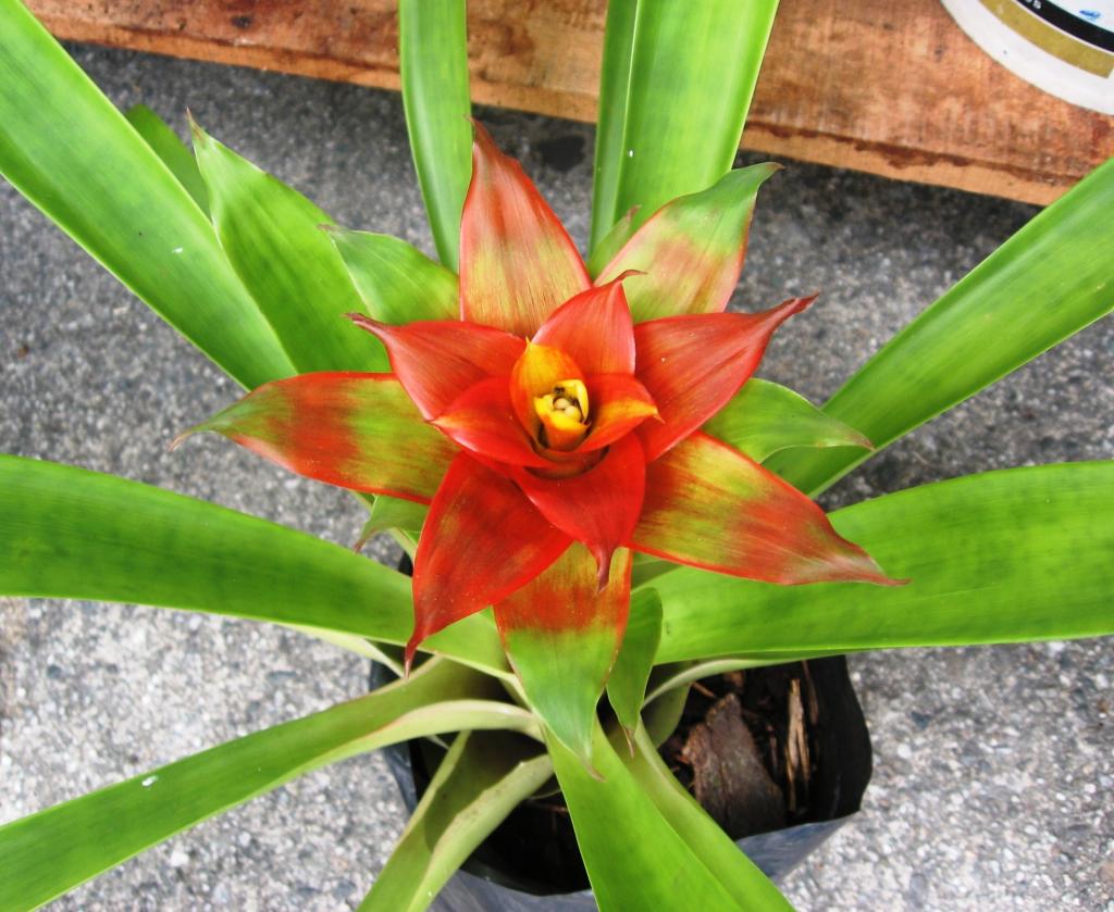 Foto de Chanchamayo, Perú