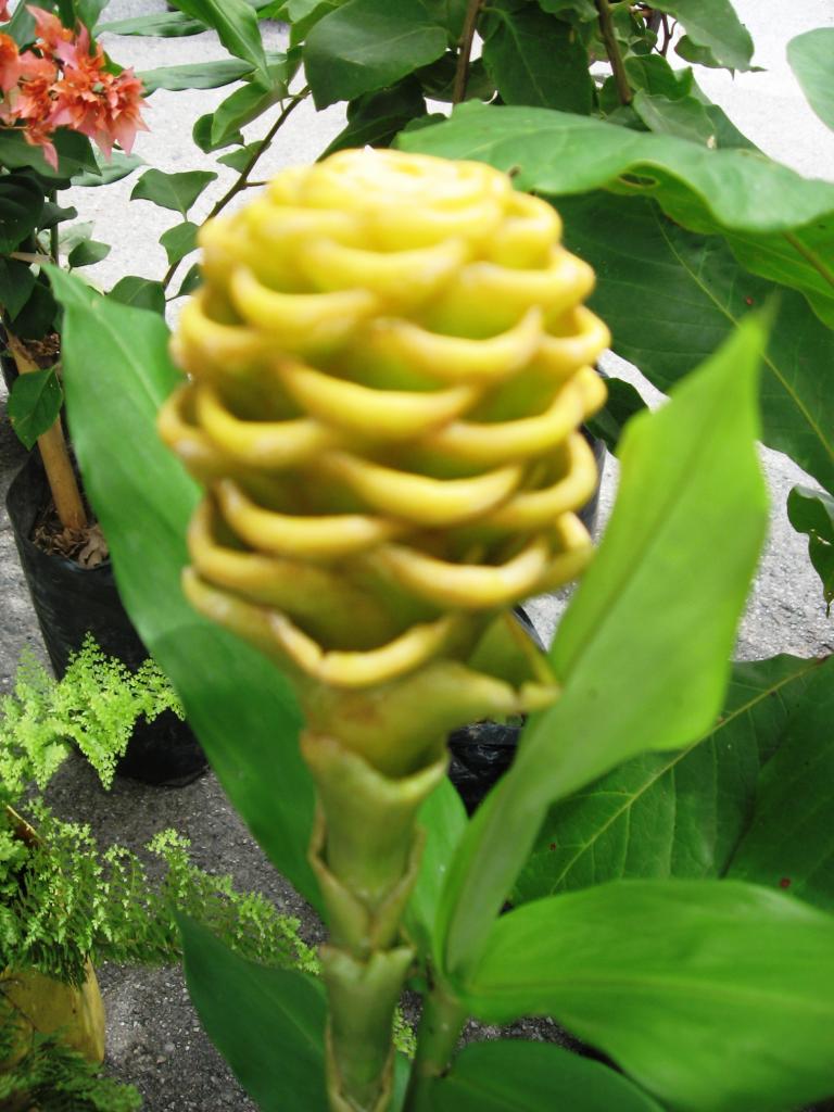 Foto de Chanchamayo, Perú