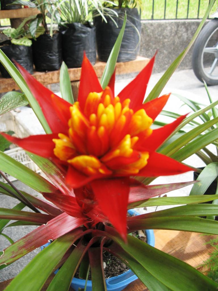 Foto de Chanchamayo, Perú