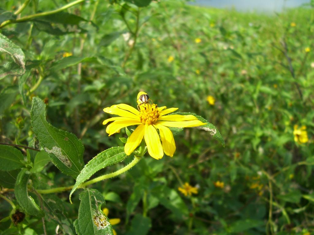 Foto de Gualeguay, Argentina