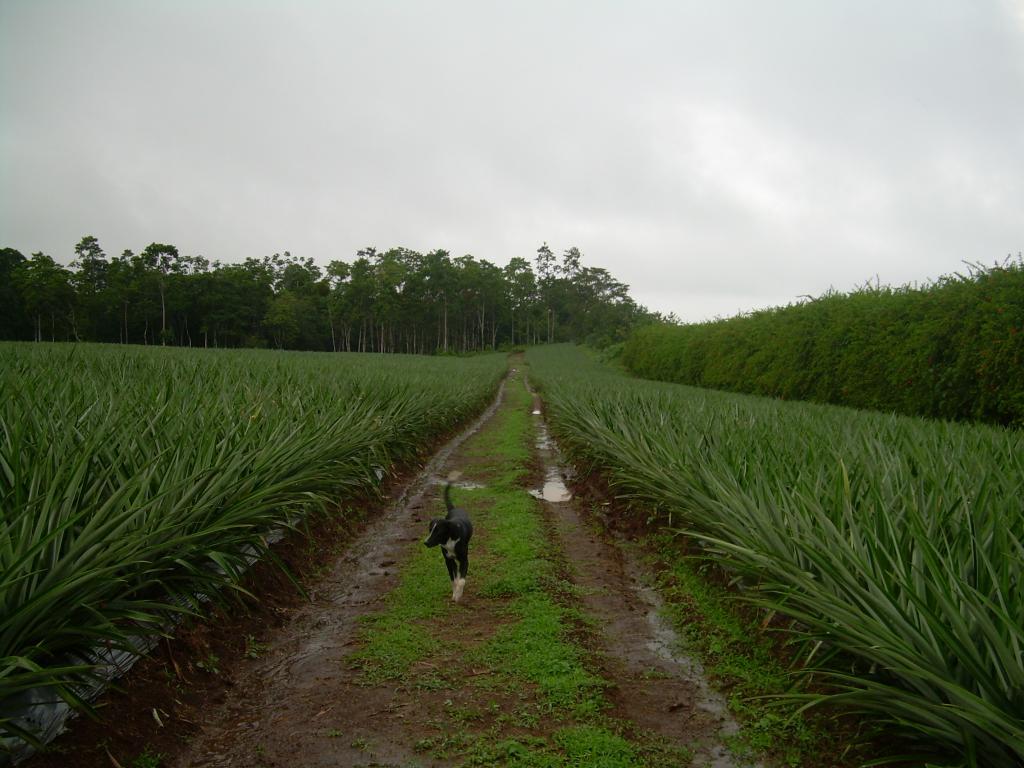 Foto de Katira (Guatuso), Costa Rica
