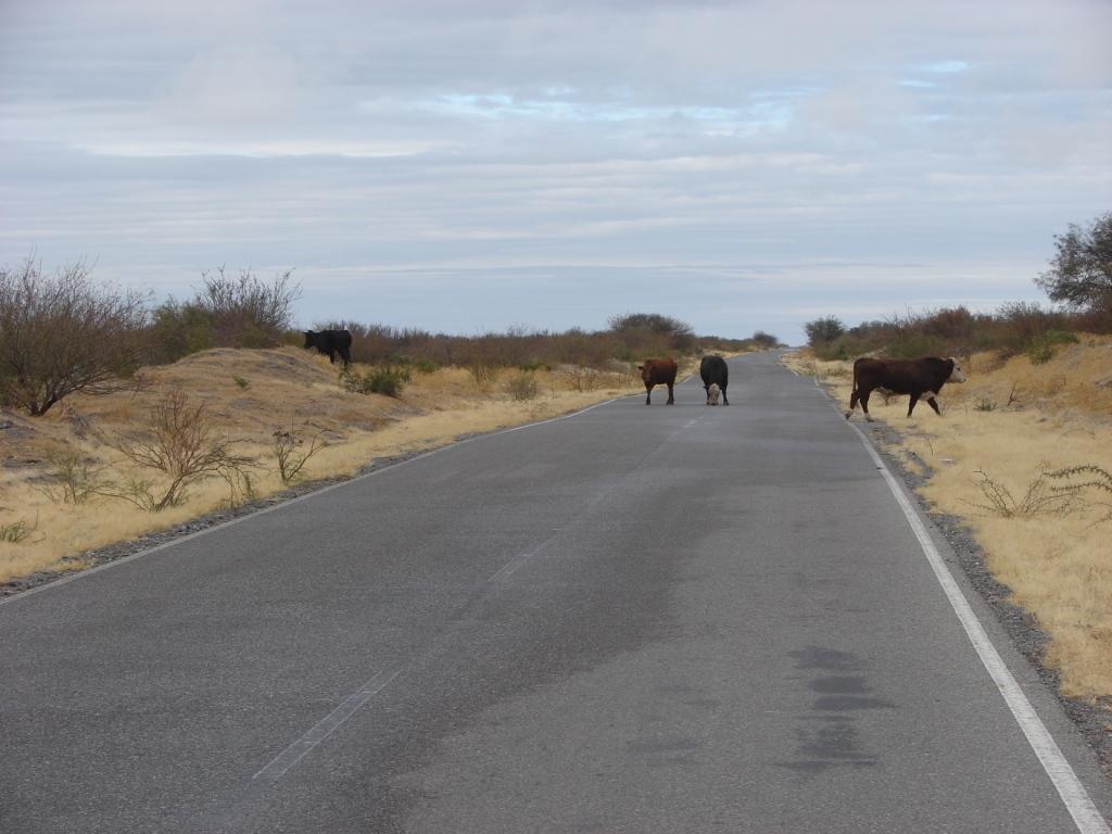 Foto de Chucuma (San Juan), Argentina