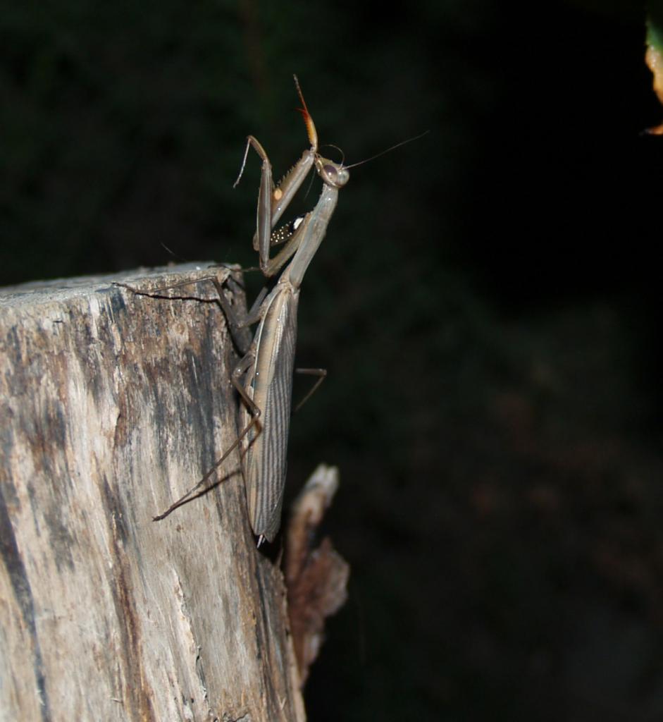 Foto de Atarfe (Granada), España