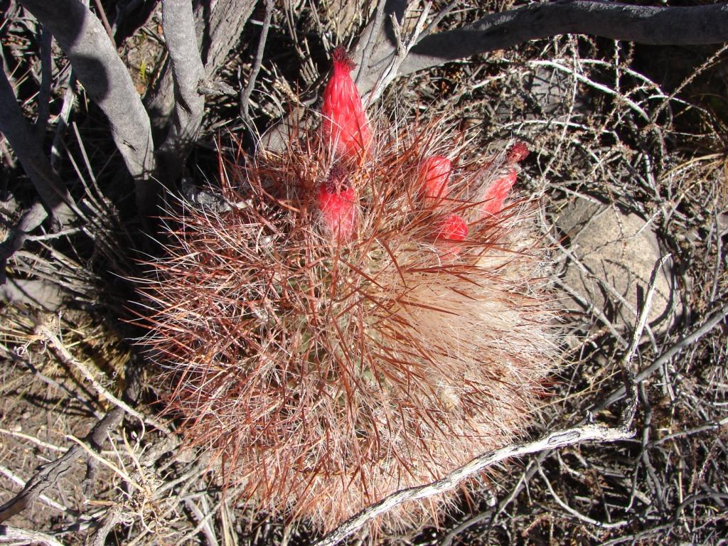 Foto de San Rafael (Mendoza), Argentina