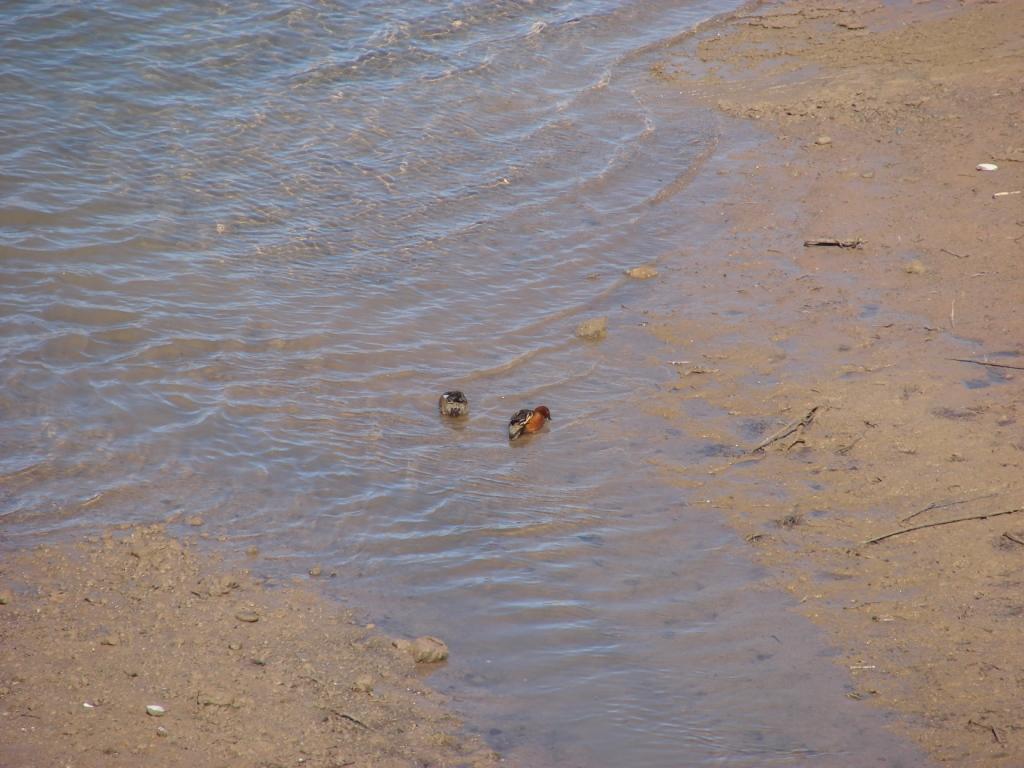 Foto de San Rafael (Mendoza), Argentina