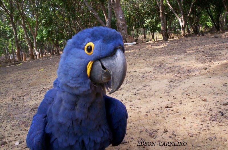 Foto de Palmas, Brasil