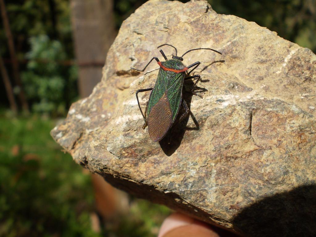 Foto de Vereda el Barranco (La Florida), Colombia