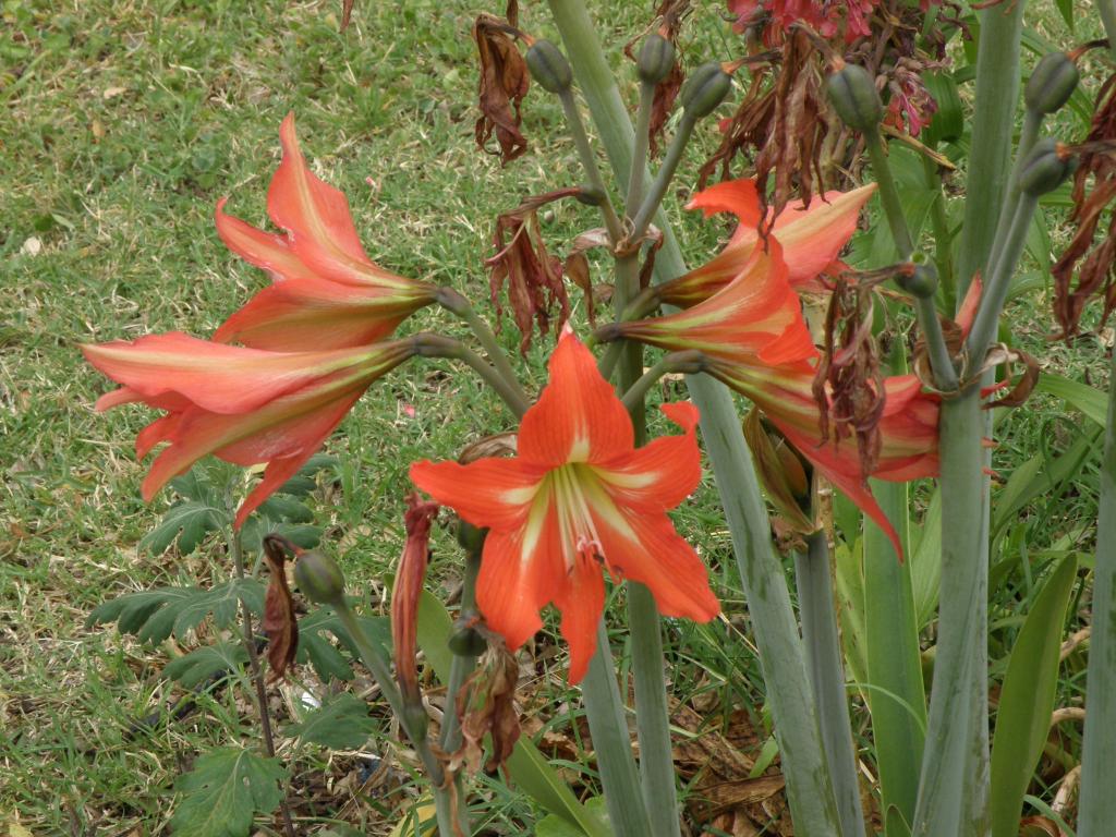 Foto de Victoria (Entre Ríos), Argentina
