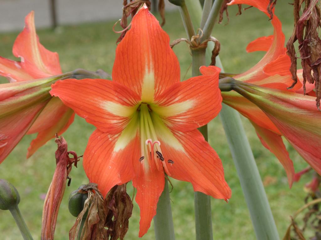 Foto de Victoria (Entre Ríos), Argentina