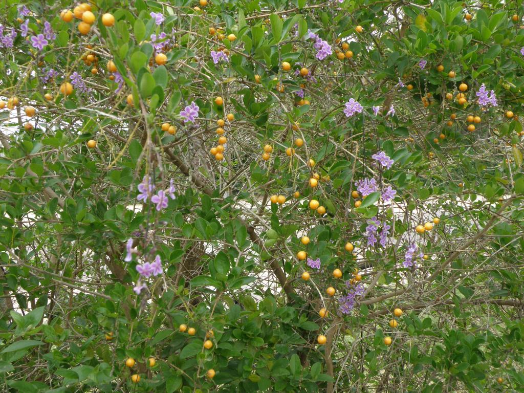 Foto de Victoria (Entre Ríos), Argentina
