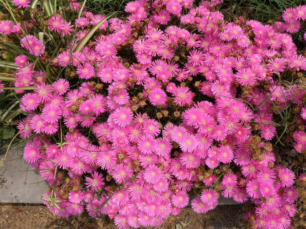 Foto de Victoria (Entre Ríos), Argentina