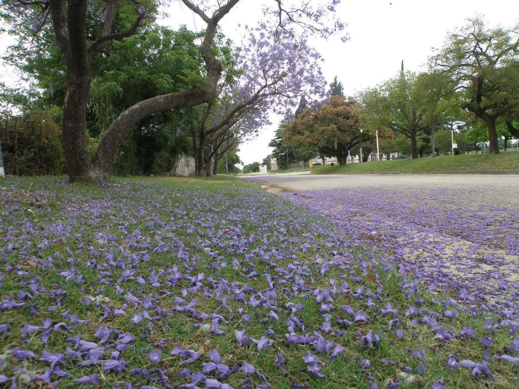 Foto de Victoria (Entre Ríos), Argentina