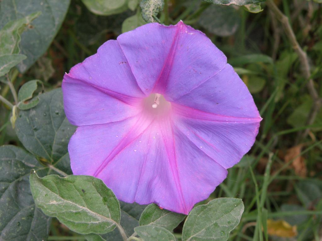 Foto de Victoria (Entre Ríos), Argentina