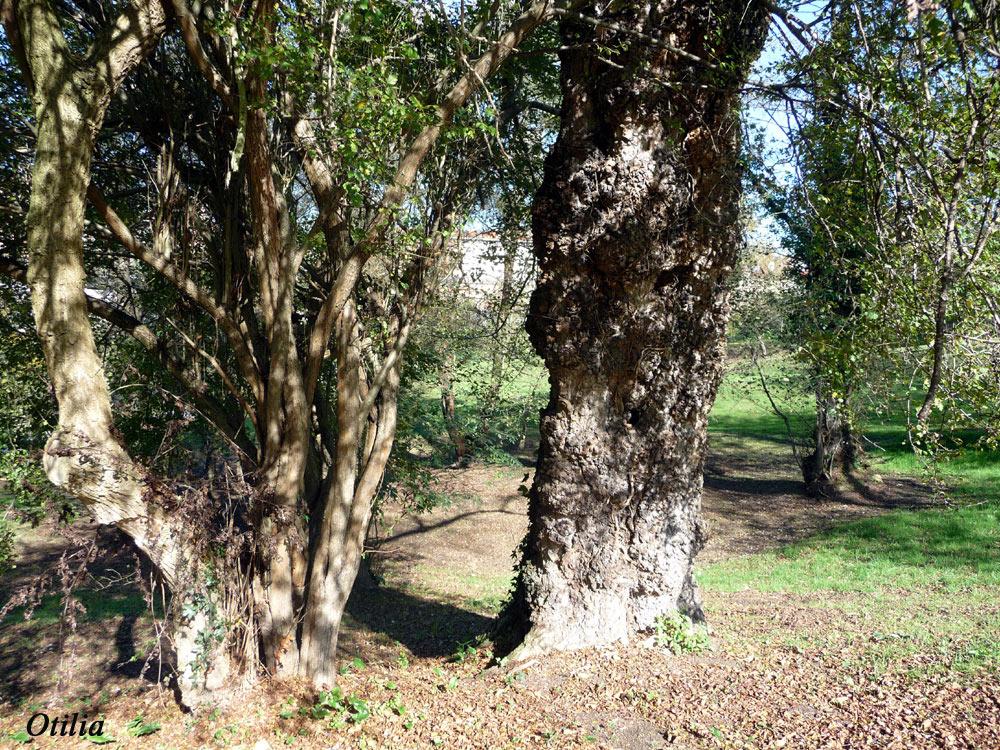Foto de Oviedo (Asturias), España