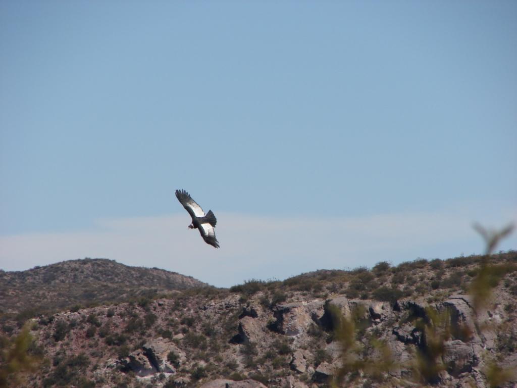 Foto de San Rafael (Mendoza), Argentina