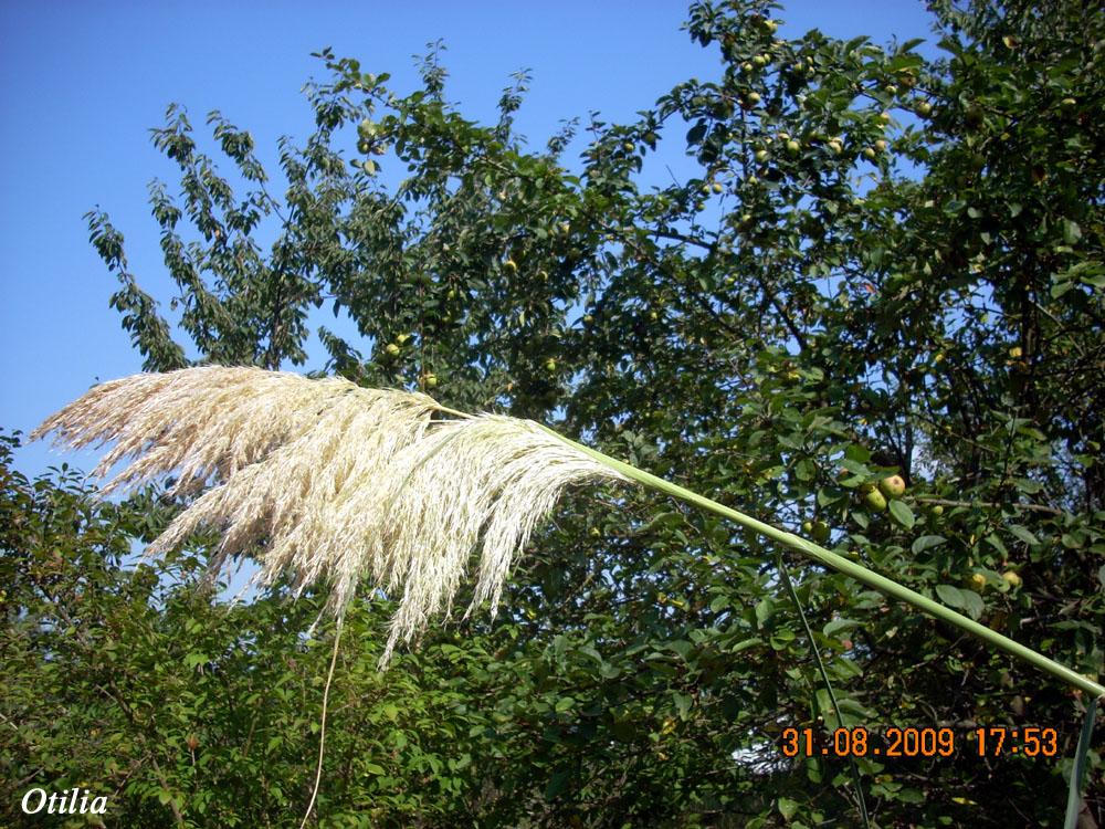 Foto de Figarines (Oviedo) (Asturias), España
