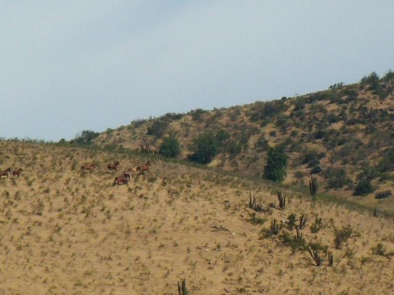 Foto de Illapel, Chile
