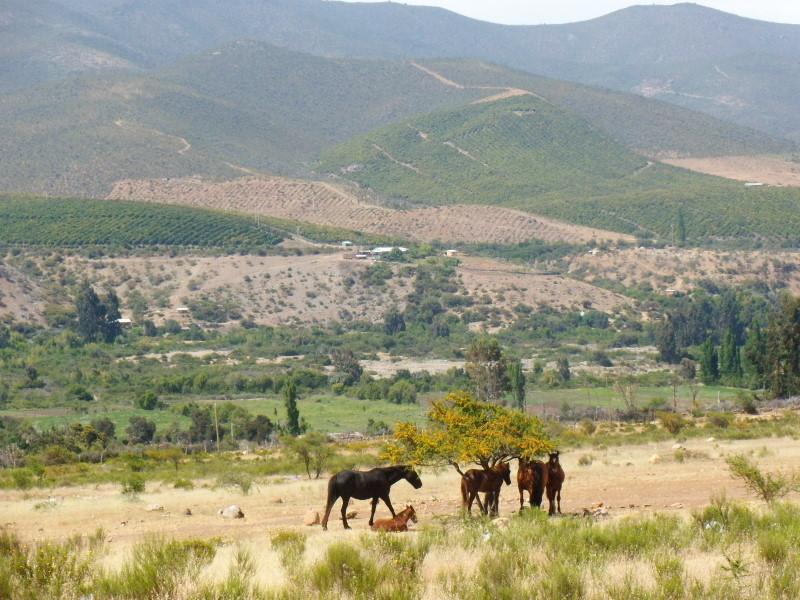 Foto de Illapel, Chile