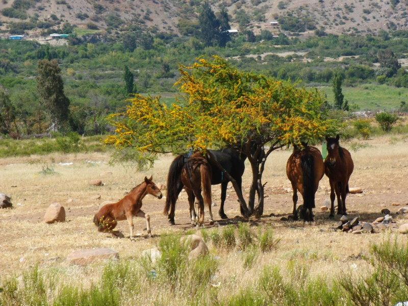 Foto de Illapel, Chile