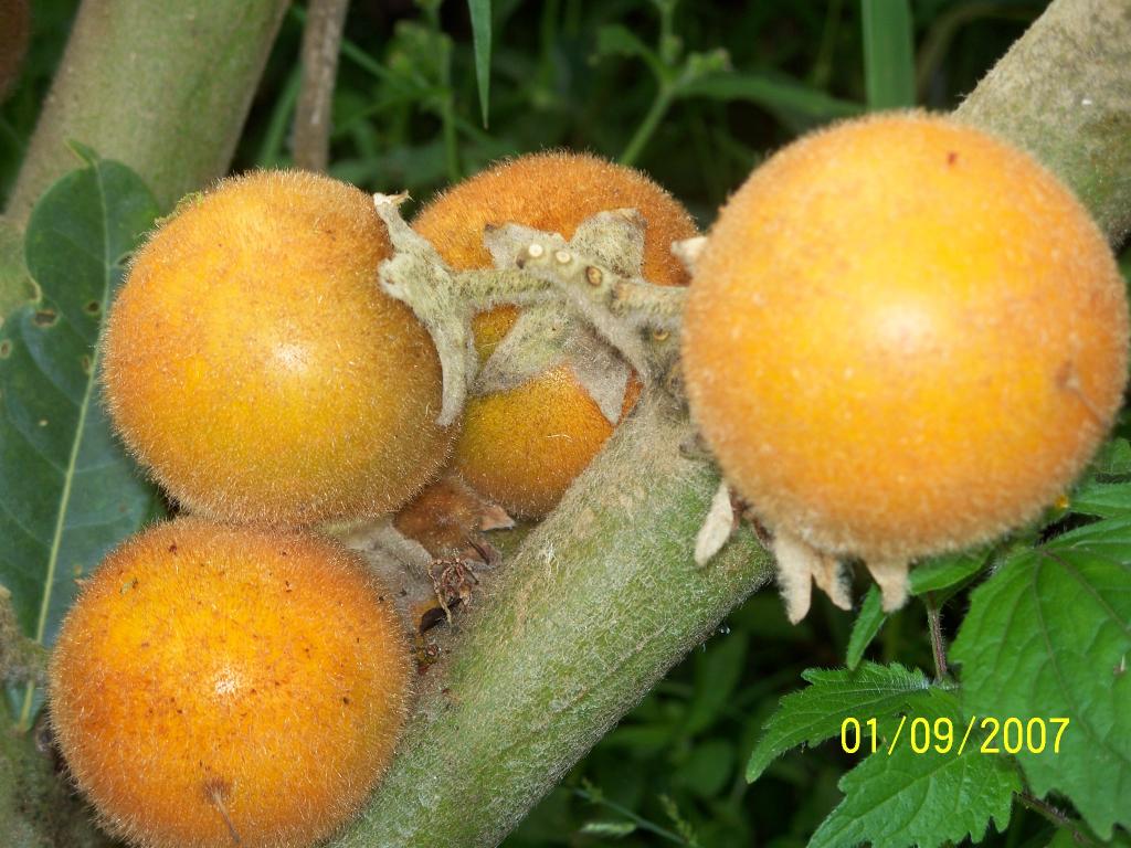 Foto de Tulua (Valle), Colombia