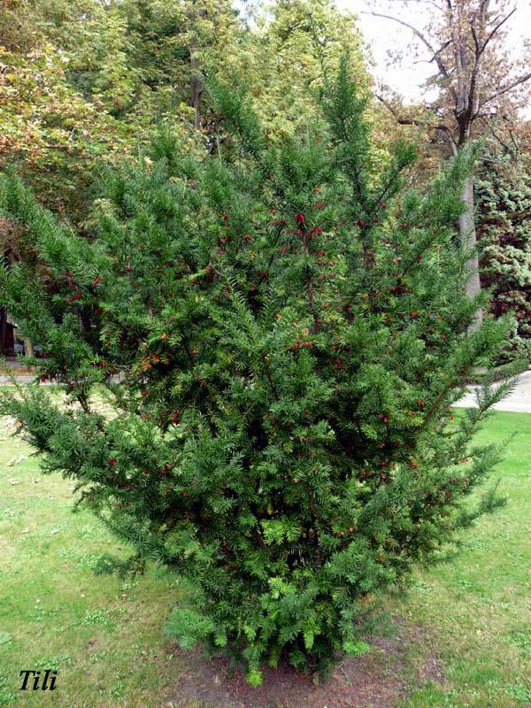 Foto de Oviedo (Asturias), España