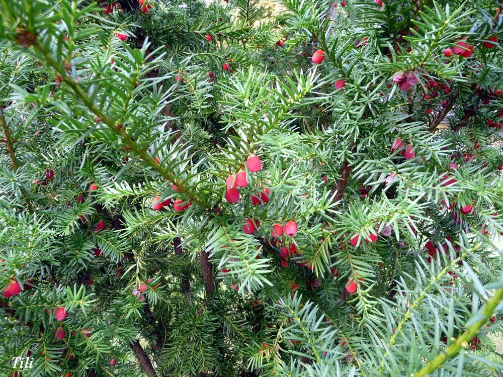 Foto de Oviedo (Asturias), España