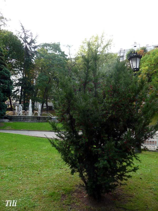 Foto de Oviedo (Asturias), España