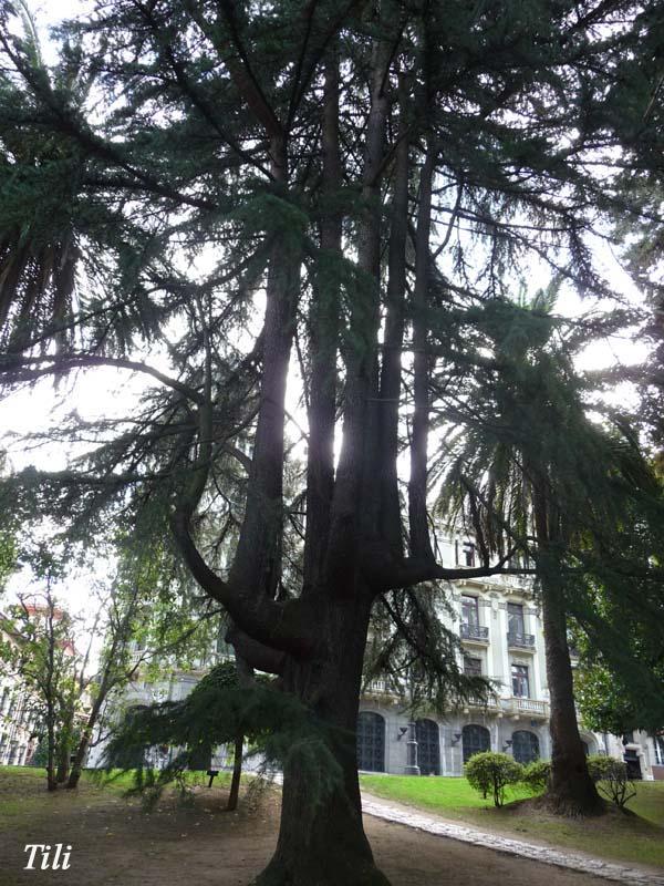 Foto de Oviedo (Asturias), España