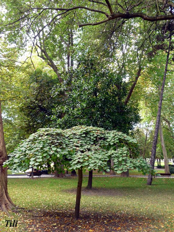 Foto de Oviedo (Asturias), España