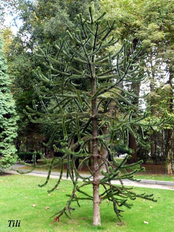 Foto de Oviedo (Asturias), España