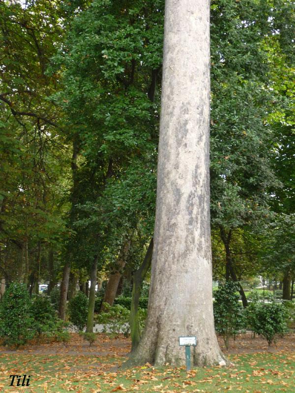 Foto de Oviedo (Asturias), España