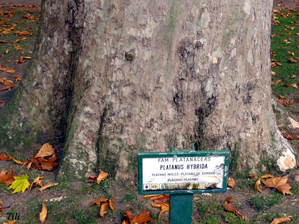 Foto de Oviedo (Asturias), España