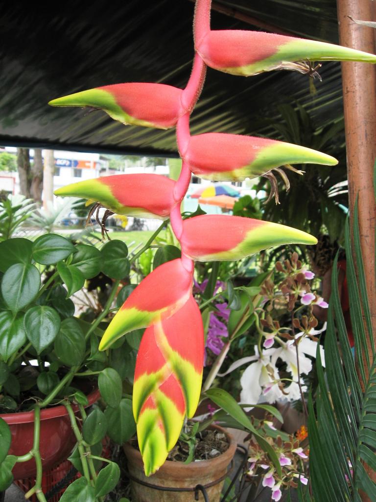 Foto de Chanchamayo, Perú