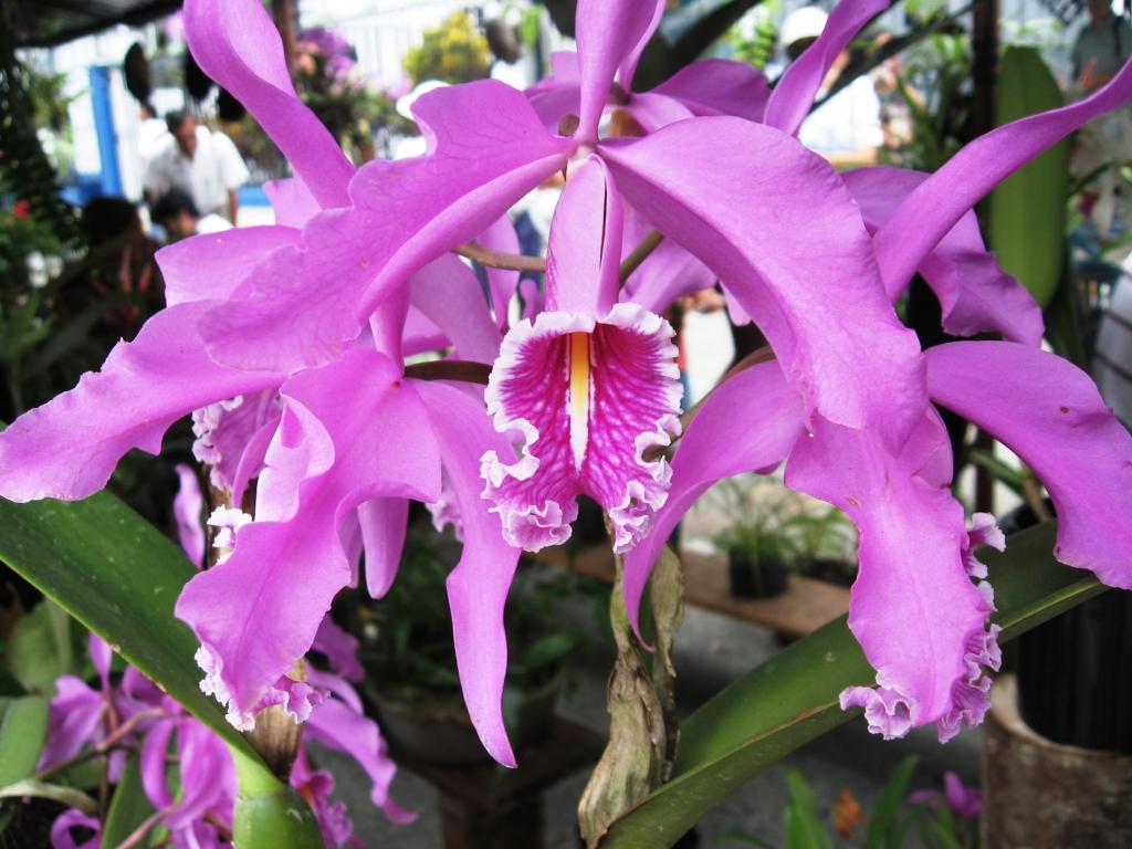 Foto de Chanchamayo, Perú