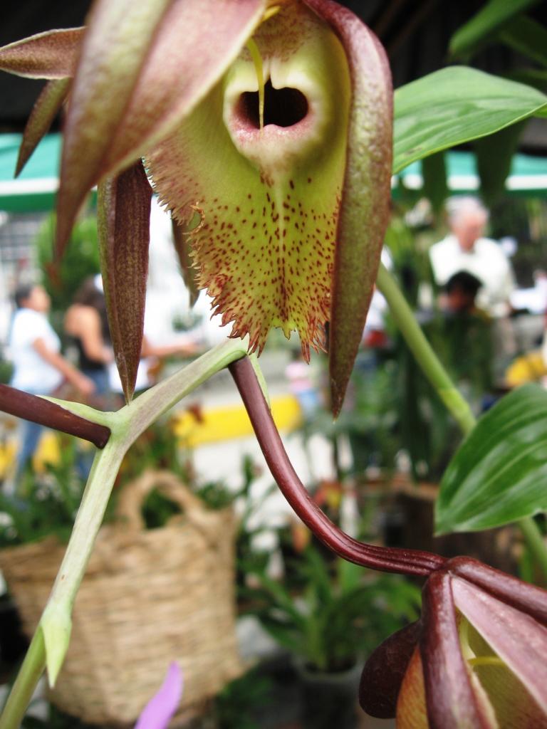 Foto de Chanchamayo, Perú
